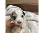 Border Collie Puppy for sale in Bogata, TX, USA