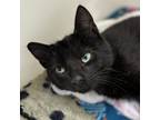 Adopt Licorice Stick a Domestic Short Hair