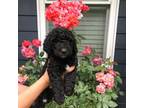 Goldendoodle Puppy for sale in Woodstock, GA, USA