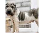Chinese Shar-Pei Puppy for sale in Winterville, NC, USA