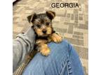 Yorkshire Terrier Puppy for sale in Lees Summit, MO, USA