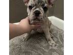 French Bulldog Puppy for sale in Temple, TX, USA