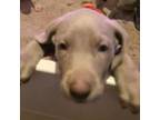 Weimaraner Puppy for sale in Roundup, MT, USA