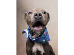 Adopt Rogue a Pit Bull Terrier, Mixed Breed