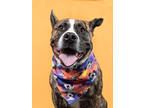 Adopt CHADWICK a Pit Bull Terrier, Mixed Breed