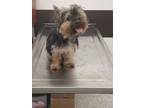 Adopt Mason-ADOPTED a Yorkshire Terrier, Mixed Breed