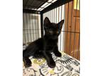 Adopt Kobe Bryant a Bombay, Domestic Short Hair