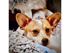 Adopt Jack Mulder (WA) a Rat Terrier