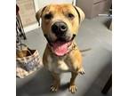 Adopt Bruno a Pit Bull Terrier, Boxer