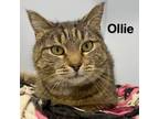 Adopt Ollie a Domestic Short Hair