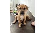 Adopt Otello a Black Mouth Cur, Mixed Breed