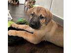 Adopt Puccini a Black Mouth Cur, Mixed Breed