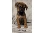 Adopt Bocelli a Black Mouth Cur, Mixed Breed