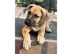 Adopt Figaro a Black Mouth Cur, Mixed Breed
