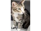 Adopt Laffy Bonded to Taffy a Domestic Short Hair