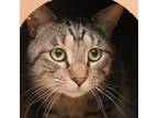 Adopt Stanley a Domestic Short Hair