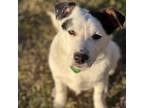 Adopt Moe a Mixed Breed