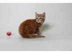 Adopt Combine a Domestic Short Hair