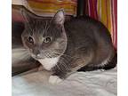 Cliff Domestic Shorthair Young Male
