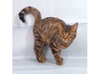 Adopt Snazzy a Domestic Medium Hair, Domestic Short Hair