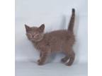 Adopt Frisbee a Domestic Short Hair