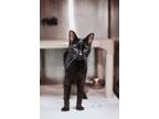 73155a March-Pounce Cat Cafe Domestic Shorthair Adult Female