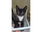 72024A Meatlight-PetSmart West Ashley Domestic Shorthair Kitten Male