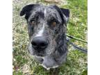 Adopt Blue a Catahoula Leopard Dog