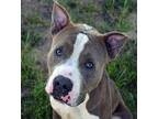Hank American Staffordshire Terrier Adult Male