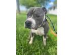 Adopt Snoop Dog a Pit Bull Terrier