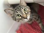 Adopt Orion a Domestic Short Hair