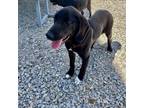 Adopt Max a Beagle, Black Labrador Retriever