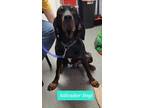 Adopt Salvador Dogi a Black and Tan Coonhound