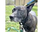 Bruno Mixed Breed (Large) Senior Male