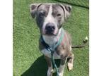 Adopt Giovanni a Pit Bull Terrier