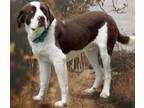 Adopt Saint a Saint Bernard, Australian Cattle Dog / Blue Heeler