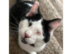 Adopt Stevie Wonder a Domestic Short Hair