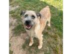 Adopt Bic a Wirehaired Terrier