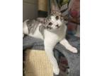 Adopt Cassian a Domestic Short Hair