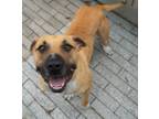 Adopt Cowered a Mixed Breed