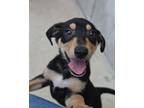 Adopt Incubus a Mixed Breed