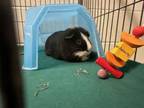 Adopt MR BUBBLE a Guinea Pig