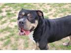 Adopt Narwhal a Pit Bull Terrier