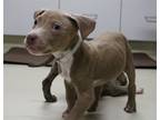Adopt 43129 - Brooklyn a Pit Bull Terrier