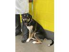 Adopt WOODY a Black and Tan Coonhound, Mixed Breed