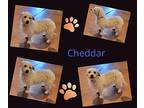 Chedder Terrier (Unknown Type, Small) Adult Male