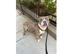 Jude American Pit Bull Terrier Adult Male