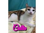 Callie Domestic Shorthair Young Female