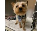 Adopt Bumble Bee - Foster a Yorkshire Terrier