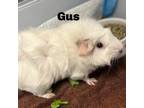 Adopt Gus 240335 a Guinea Pig